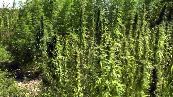 Florida has high hopes for hemp, but scientists warn state may get burned
