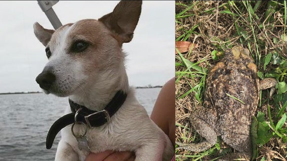 Dog owner issues warning after dog poisoned by bufo toad