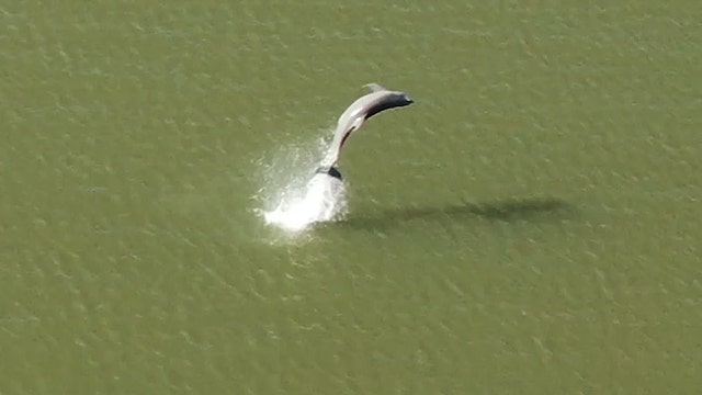 Watch: Dolphins practice jumps, backflips
