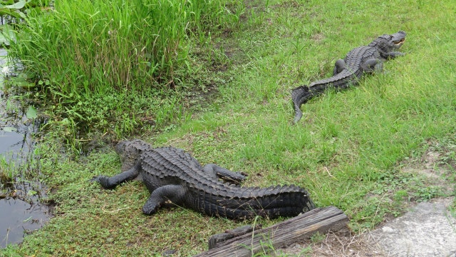 Florida man attacked by large alligator airlifted to hospital with ‘substantial injury,’ authorities say
