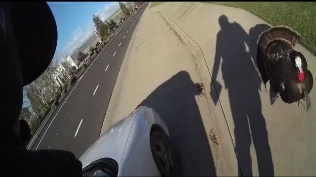 'No Ticket Turkey': Bird tries to thwart California traffic stop