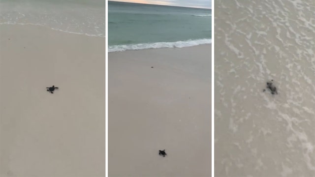 Tiny turtle hatchlings make their way to sea on Florida beach