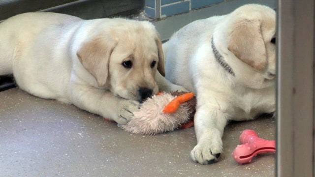Over the years, Southeastern Guide Dogs has improved the lives of thousands
