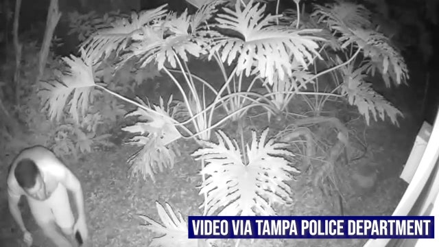 Tampa Palms prowler caught on camera peeping into bathroom windows
