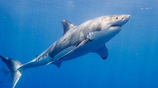 Great white sharks are moving to Florida for the winter
