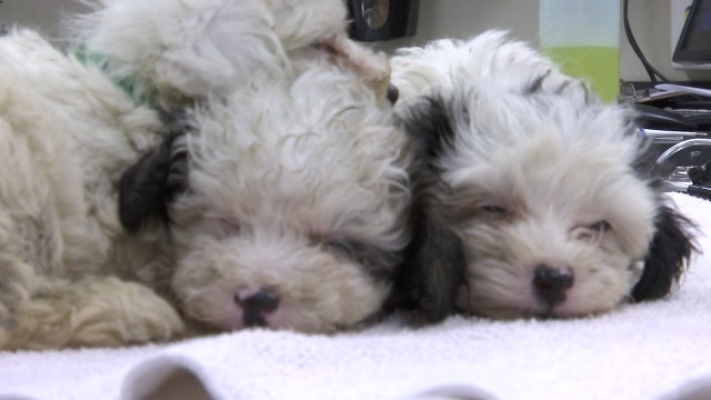 Hundreds apply for lottery to adopt dogs rescued from Tampa breeder