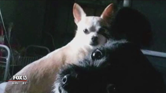 Dog that killed Chihuahua in Myakka City park may be repeat offender: animal control