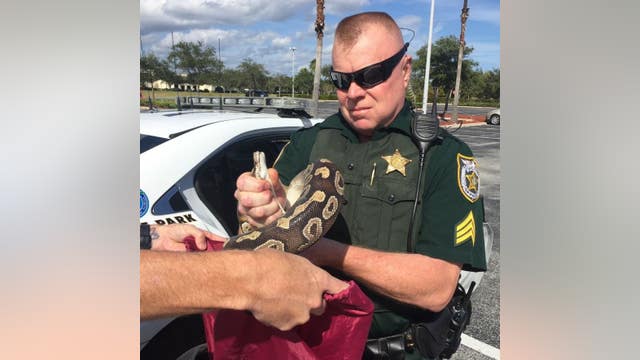 Florida deputies: 8-foot python found 'trespassing' in parking lot