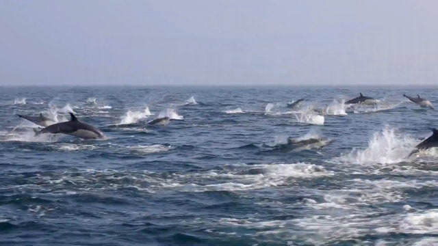 Dolphin stampede captured near Newport Beach's sightseeing tour boat