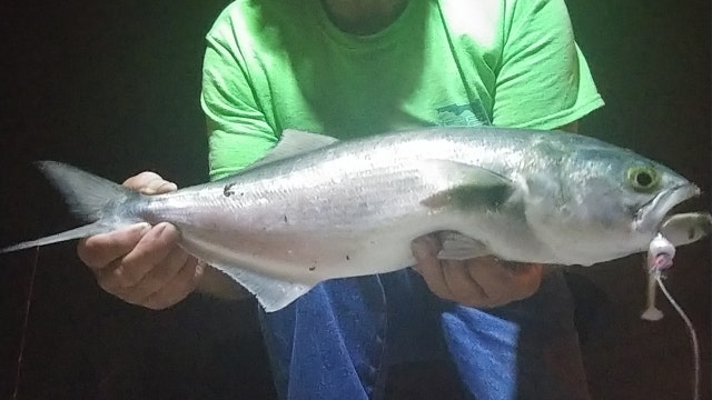 Fishing Report: November 22, 2019