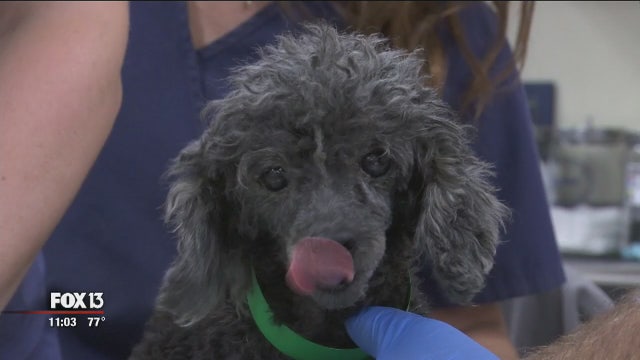 The numbers are in: 1,300 people applied for rescued pups