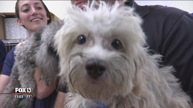 Adoption fees could triple for dogs seized from Tampa breeder