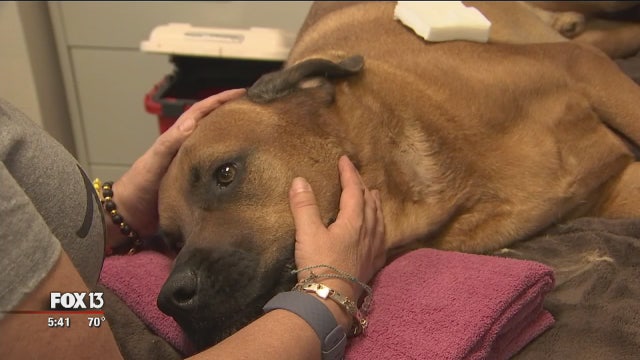 Canine blood donations critical to saving pets' lives