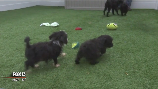 Adoption day for rescued dogs