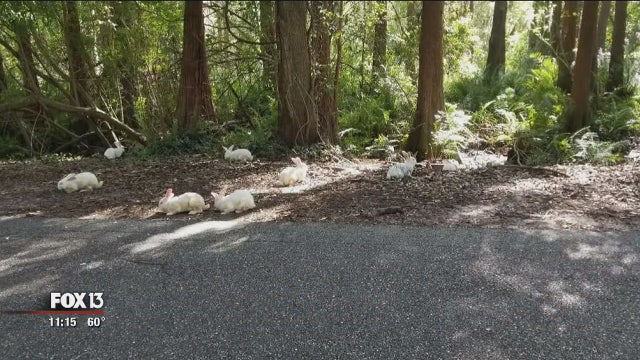 Nearly 2 dozen domestic rabbits dumped on Carrollwood roadway