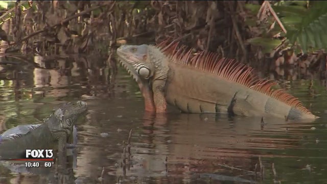 Experts fear invasive iguanas may move north as climate warms