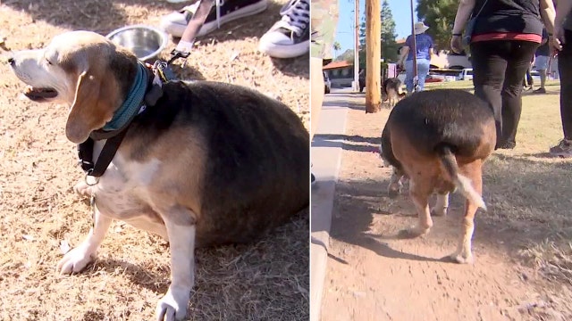 Meet Wolfgang: Overweight beagle on weight loss journey walks a mile to celebrate birthday