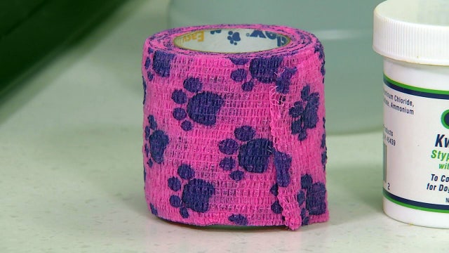 What you need in a first-aid kit for pets