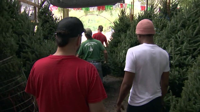 Higher tree prices won't dampen most shoppers' Christmas spirit