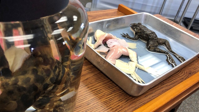 Tampa company creates man-made frogs for use in school dissections instead of real ones