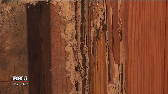 Plant City man hopes his termite tragedy helps home buyers avoid the same