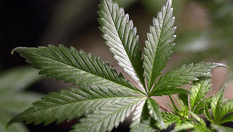 16b031eb-pot-marijuana-plant_1441234796010_152241_ver1.0_1280_720.jpg