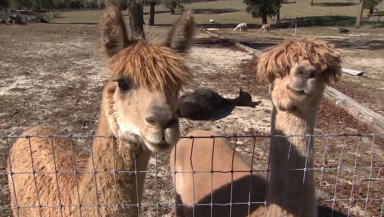 Meet Dozens Of Alpacas At Sweet Blossom S Open House In Dade City Meet Dozens Of Alpacas At Sweet Blossom S Open House In Dade City