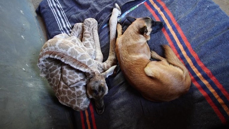 Dog befriends baby giraffe after it was abandoned in South Africa