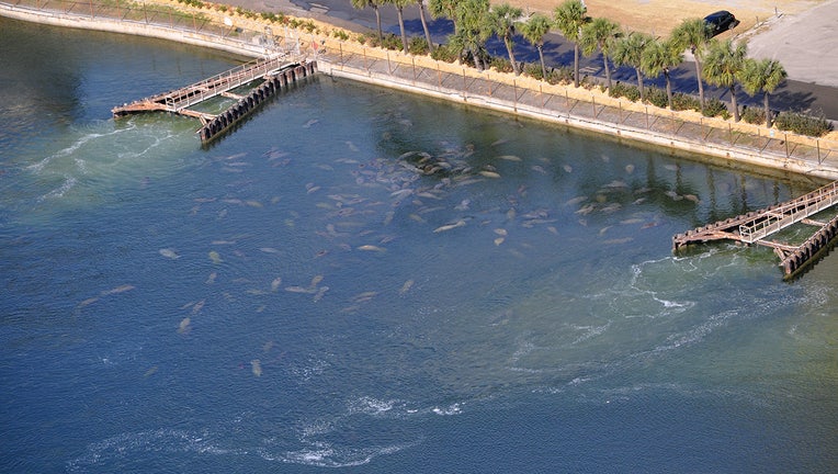 TECO manatee viewing center