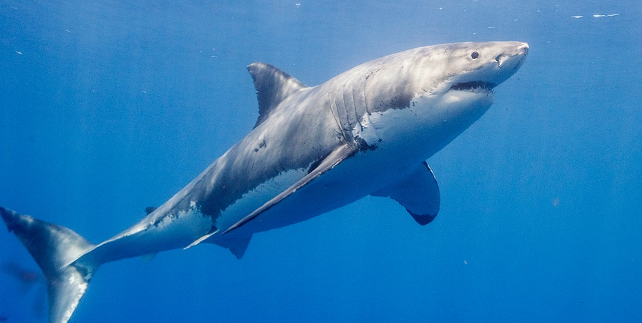 Great white sharks are moving to Florida for the winter