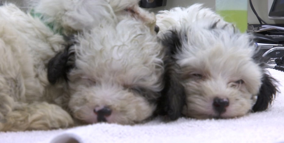 Lottery For Applicants Who Want To Adopt Dogs Rescued From Tampa Breeder Takes Place Thursday