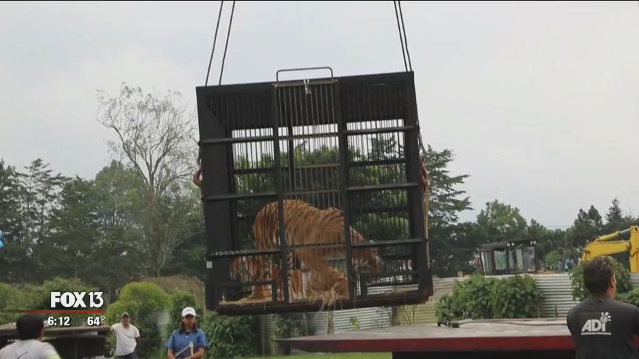 Big Cat Rescue takes in 3 tigers rescued from circus in Guatemala
