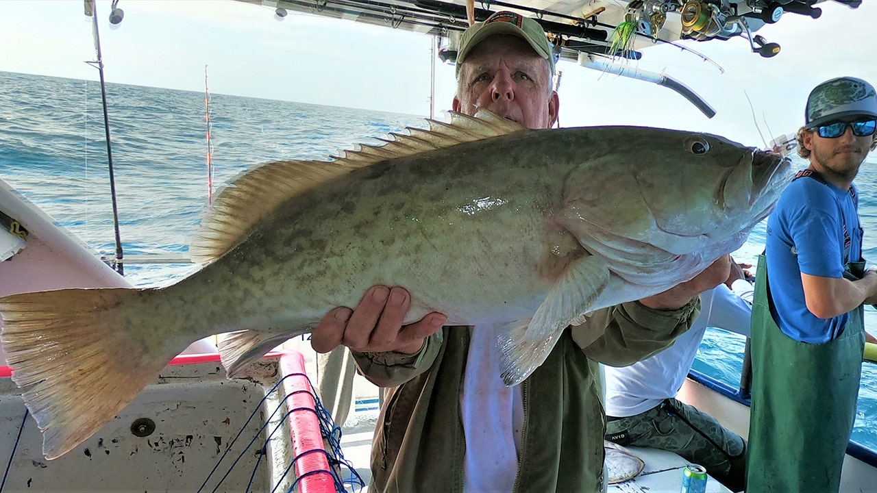 gag grouper gag grouper