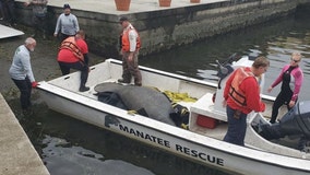 Manatee rescued from Kings Bay