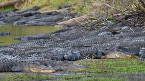 Over 100 gators gather at 'Deep Hole' in Myakka River State Park