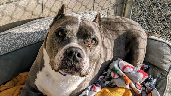California dog at shelter for over 5 years adopted in time for Christmas