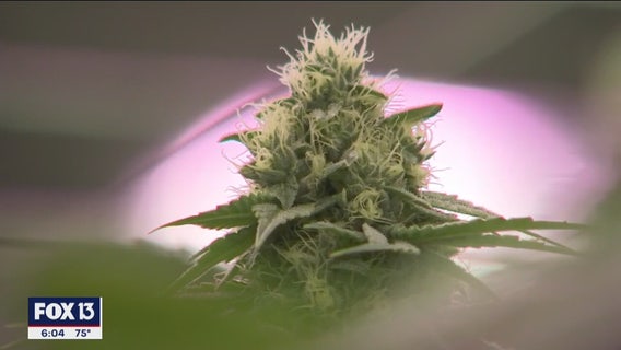 Pinellas sets rules for medical marijuana in schools; others to follow