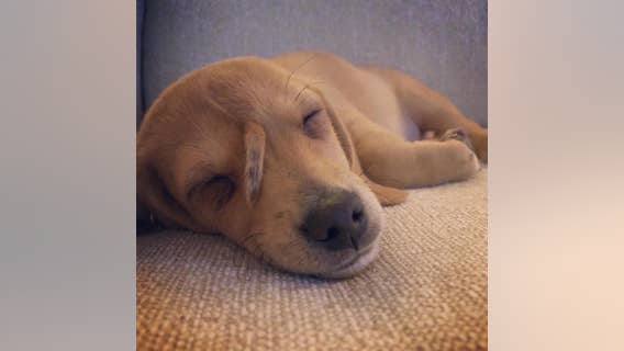 'Unicorn Puppy' named Narwhal will remain with founder of animal rescue group