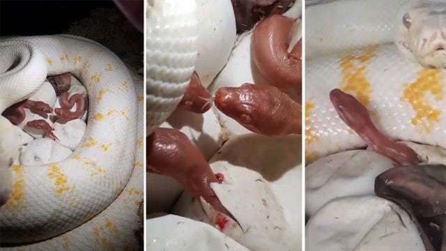 Mother snake curls up around babies at home in Queensland, Australia