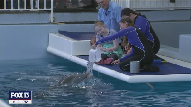 14 years later, Winter the Dolphin reunited with fisherman who found her