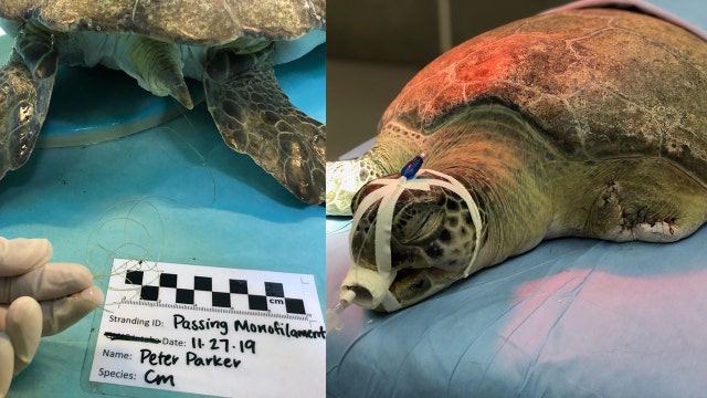 Turtle's flipper amputated after 'severe entanglement' in fishing line