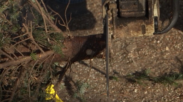 You can chop down your own real Christmas tree at this Pasco County farm