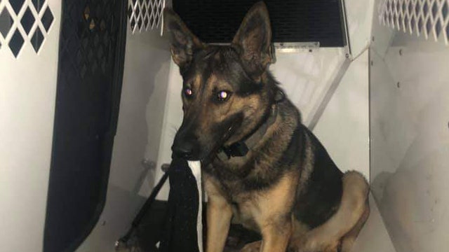 Deputies: K9 helps capture suspect in Pasco County after an alert deputy thwarts burglary 