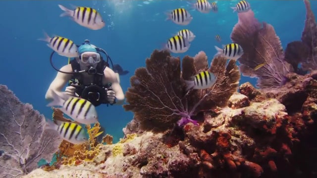 Florida Aquarium assists in Keys reef restoration