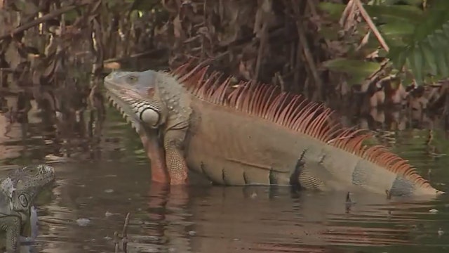 Iguana nightmare: Massive iguana population turns Florida into 'Jurassic Park'