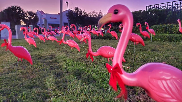 175 pink – plastic – flamingos are decked out to kickoff holiday festivities in downtown Clearwater