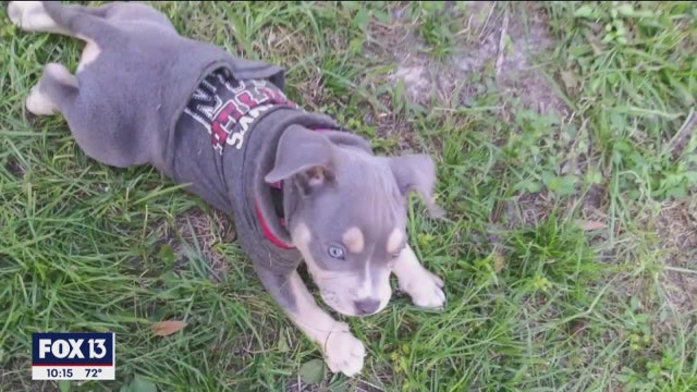 Puppy and presents stolen from Tampa home