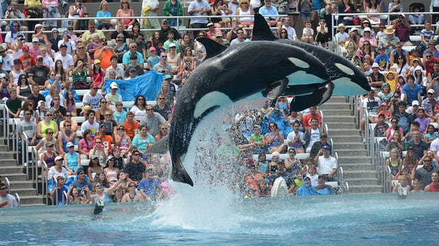 SeaWorld Orlando ends 'One Ocean' killer-whale show, will add 'Orca Encounter'