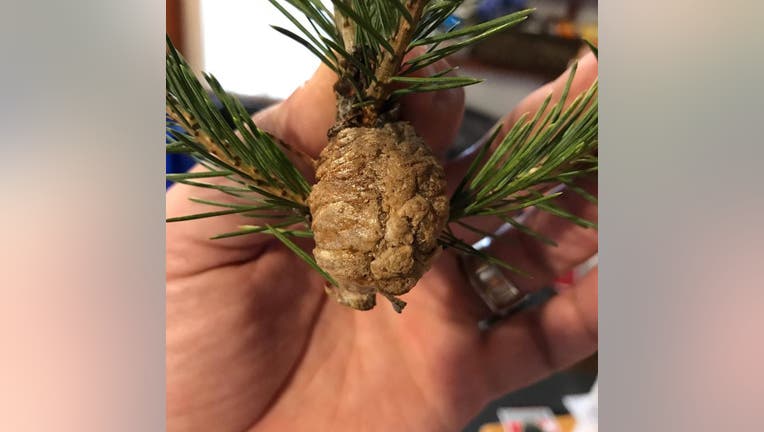 A mass that reportedly contains hundreds of praying mantis eggs