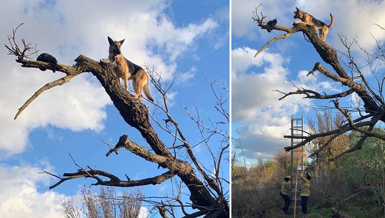 Cat in tree rescue hotsell